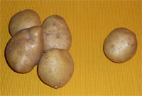 Zoutarm hoofdgerecht: Aardappelsalade. Kook de aardappelen gaar. Meng de zure room met de mosterd, de fijngesneden ui, peper en het uitgeperste teentje knoflook.